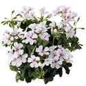Afbeelding van Geranium Hang P12 Balcon  Glacier White